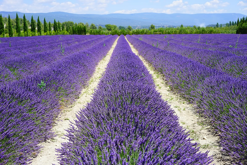 Campo de lavanda